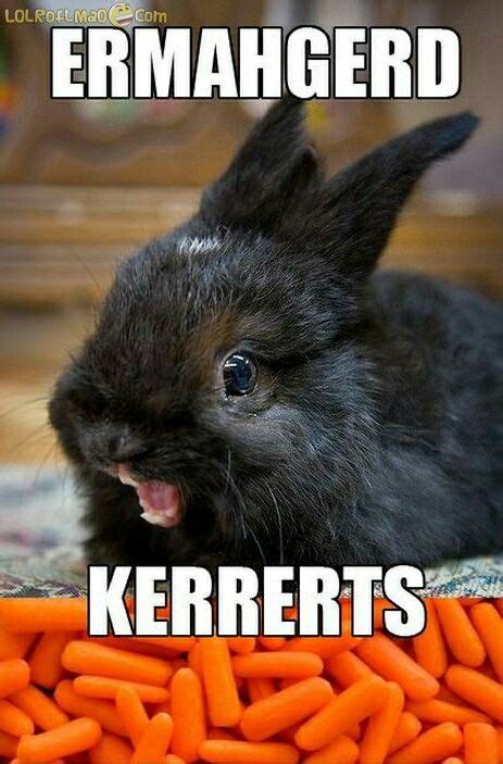 Carrots | Funny animal memes, Funny animals, Funny cute