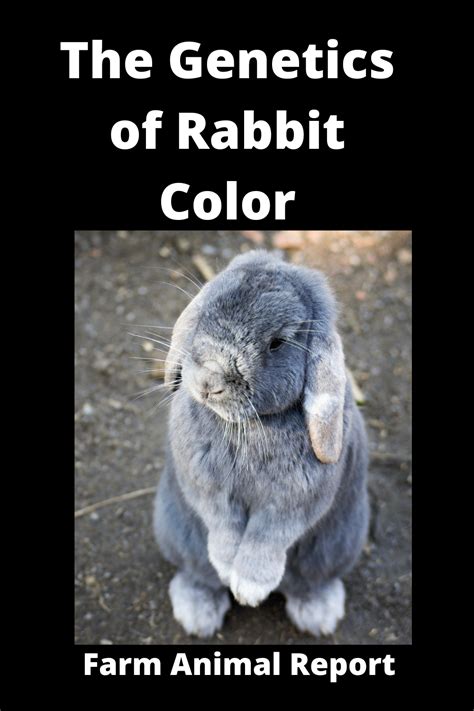 Rabbit Color Genetics | Rabbit | Colors | Color Genes (2024)