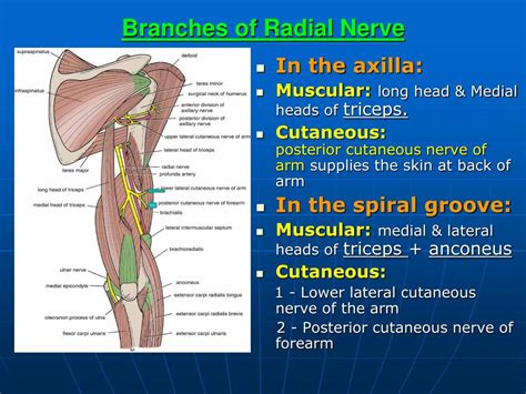 PPT - Brachial Plexus & Radial Nerve PowerPoint Presentation, free download - ID:1901633