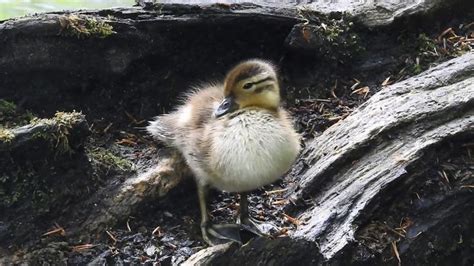 Baby Mandarin Duck taken as part of the Wildlife Trusts' #30DaysWild ...