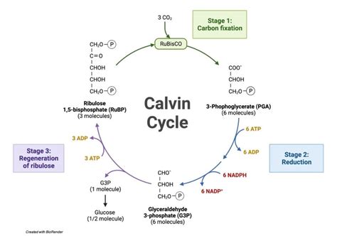 Calvin Cycle: Diagram, Definition, and Mechanism