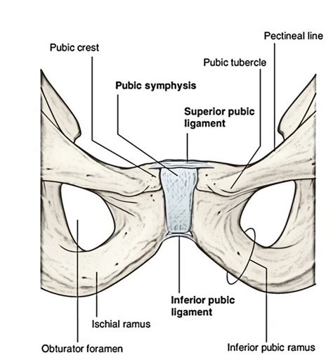 Obturator Foramen | Earth's Lab