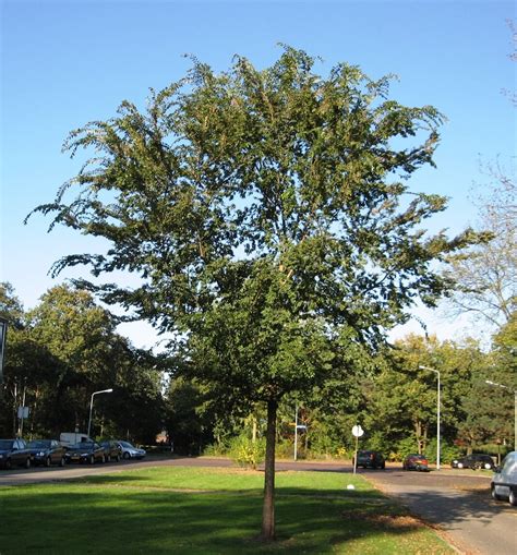 Chinese Elm (Ulmus Parvifolia)