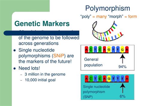 PPT - Genetic Selection Tools in the Genomics Era PowerPoint ...