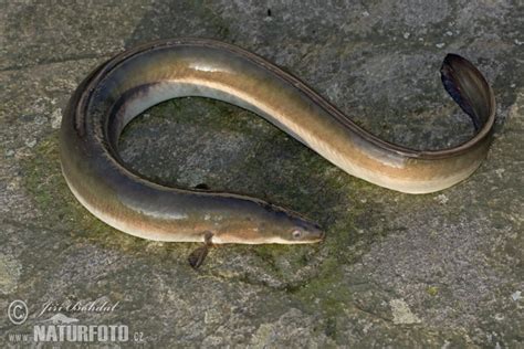 Analysis of the Day: European Eel [Anguilla... | The Daemon Page on Tumblr