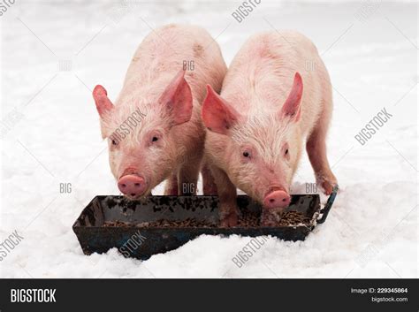 Two Young Pigs Eating Image & Photo (Free Trial) | Bigstock