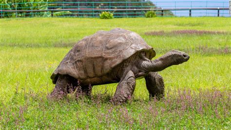 World's oldest-ever tortoise turns 190 | CNN Travel