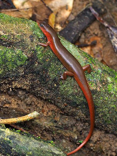 Ground Skink (Cambodia) - Scincella sp.