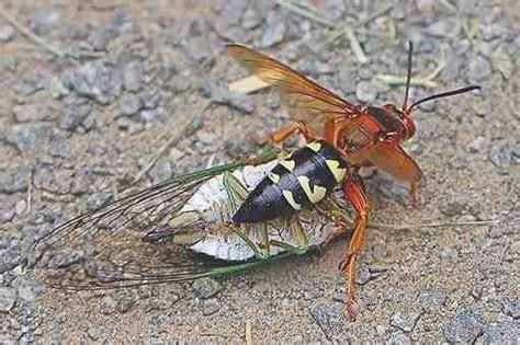 Sphecius speciosus - Avispa asesina de la cigarra - Animales venenosos