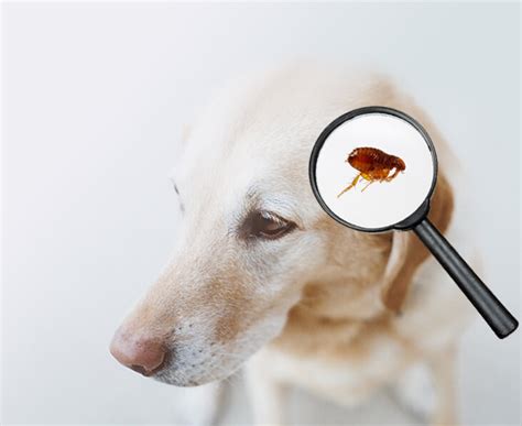 How Long Do Fleas Last On Dogs: Unveiling The Lifespan Of Canine Flea Infestations