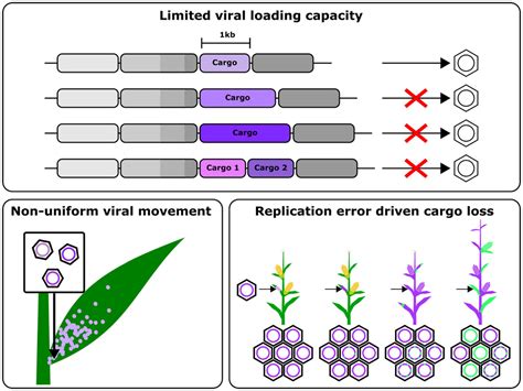 Frontiers | RNA Viral Vectors for Accelerating Plant Synthetic Biology | Plant Science