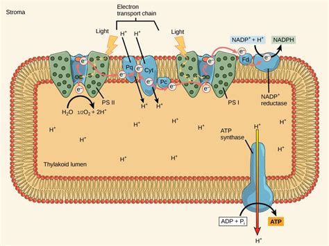 8.2 The Light-dependent Reaction of Photosynthesis | TEKS Guide