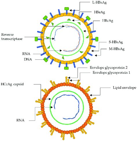 Pictorial representation of the structure and biology of hepatitis B... | Download Scientific ...