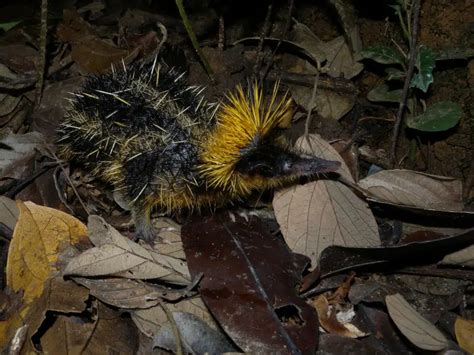 Lowland Streaked Tenrec - Facts, Diet, Habitat & Pictures on Animalia.bio