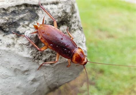 American,Cockroach,(periplaneta,Americana),Is,The,Largest,Species,Of,Common - Pointe Pest ...