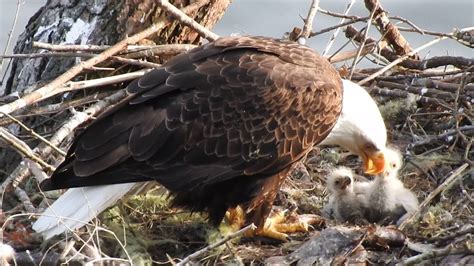 Female Bald Eagle Feeding Her Chick's - YouTube