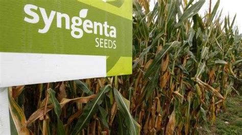 Syngenta Sees China Approving Contentious GMO Corn Soon - CropLife