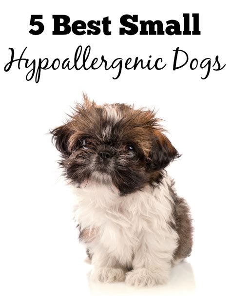 5 Best Small Hypoallergenic Dogs- DogVills