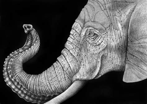 Stunning Detailed Pen Drawings of Animals Portraits