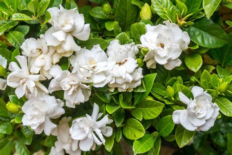 25 Easy Evergreen Shrubs To Use As Foundation Plants