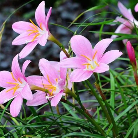 Zephyranthes Candida Bulbs, 1 Bulb/pack – GreenSeedGarden