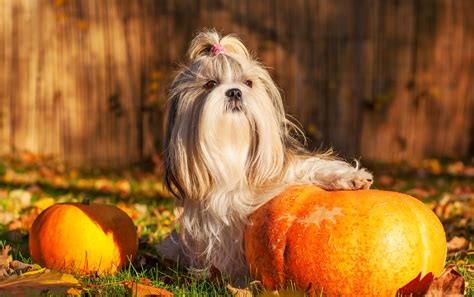 Halloween Dog Names – 275+ Amazing Ideas - My Dog's Name