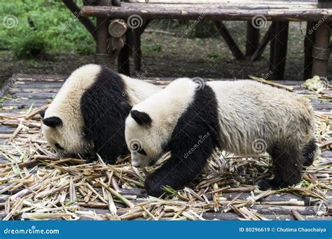 Giant Panda Bear Eating Bamboo Stock Image - Image of park, bamboo ...