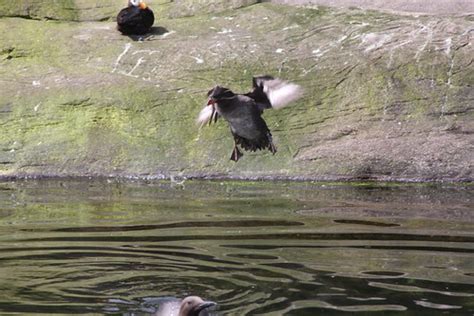 puffins, oregon coast aquarium | brx0 | Flickr