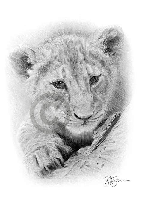 Pencil drawing of a lion cub by UK artist Gary Tymon