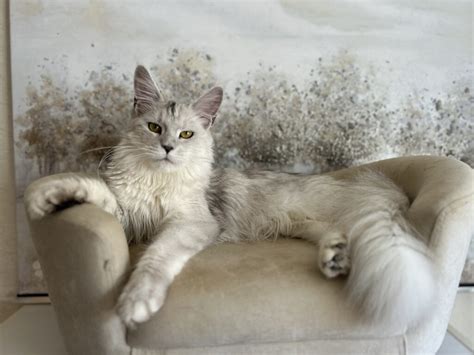 Cat Diarrhea: Home Remedies and When to Seek Veterinary Care - Maine ...