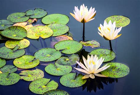 Nymphaeaceae | water lilies | Bill Dickinson | Flickr