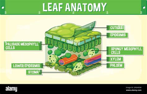 Internal structure of leaf diagram illustration Stock Vector Image ...