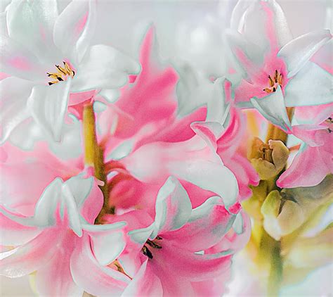 Blushing Flowers Photograph by Dawn Van Doorn - Fine Art America