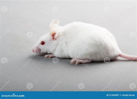 Laboratory mouse stock image. Image of hair, pest, mammal - 21434087