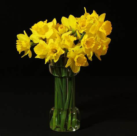 Free Images : yellow, flower arrangement, daffodils, narcissus ...