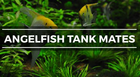 15 Great Angelfish Tank Mates (Complete Compatibility Guide)