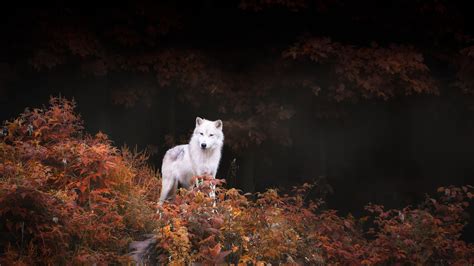 Autumn Wolf – Bing Wallpaper Download