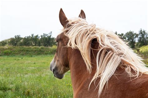 12 Breton Horses That Will Make You Fall in Love with Draft Equines | Horses, Animals amazing ...