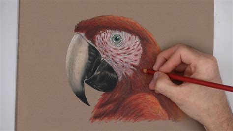 Special Scarlet Macaw Portrait Drawing! - YouTube