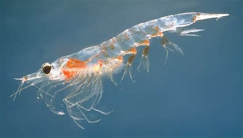 How Do Whales Survive By Eating Krill? » ScienceABC