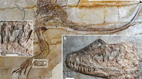 Discovery of Bird-Like Dinosaurs with a Surprising Meal 120 Million ...