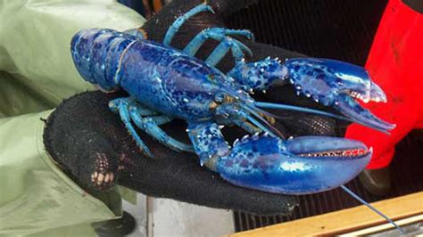 Canadian Fisherman Hauls in Rare Blue Lobster - Eater