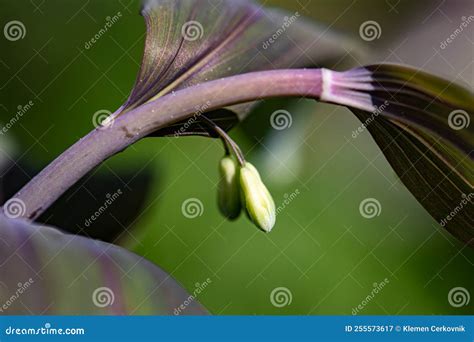 Polygonatum Multiflorum Flower in Meadow, Close Up Stock Image - Image ...