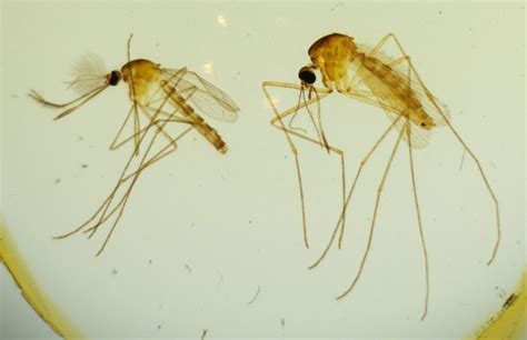 Male Mosquito Vs Female | eatonasia.com