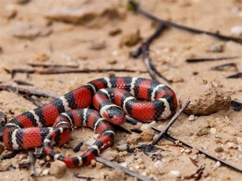 This Highly Venomous Coral Snake Found On Jobsite - YouTube