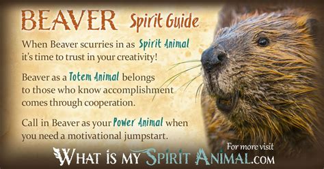 Beaver Symbolism & Meaning | Spirit, Totem & Power Animal | Animal ...