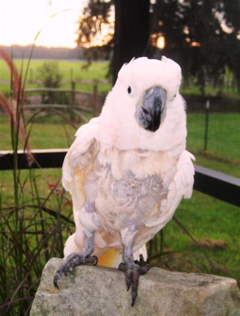 Peaches Moluccan Cockatoo available for adoption Florida Parrot Rescue - Florida Parrot Rescue