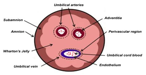 Whartons jelly connective tissue