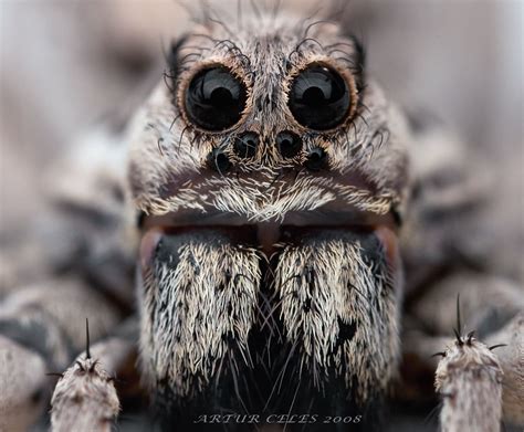 Tarantula Wallpapers | Fun Animals Wiki, Videos, Pictures, Stories ...