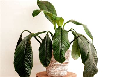 5 tips to save a dying plant before it's too late | Tom's Guide